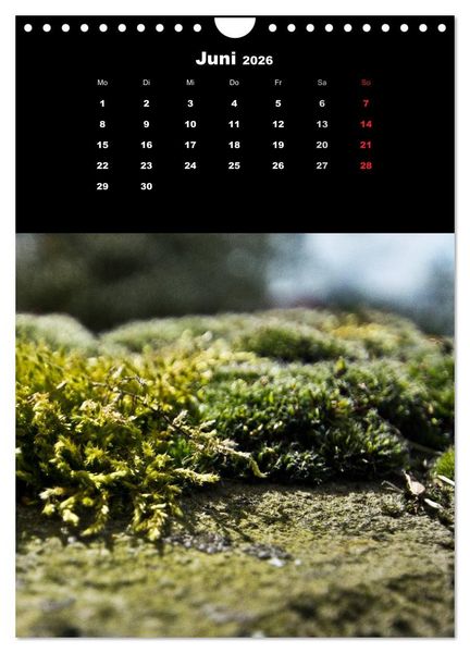 Produktbild: Die Welt der Moose. Ein Blick nach unten (Wandkalender 2026 DIN A4 hoch), CALVENDO Monatskalender