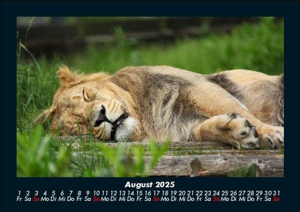 Produktbild: L&ouml;wen in der Wildnis 2025 Fotokalender DIN A5