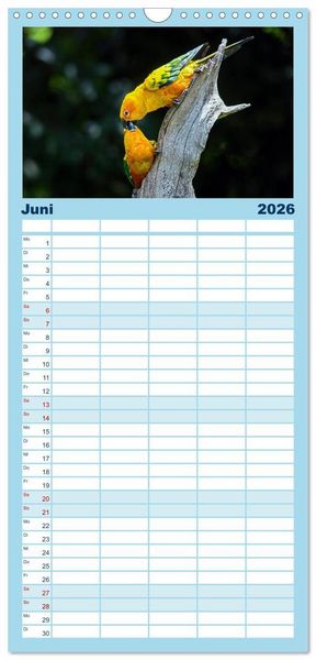 Produktbild: Familienplaner 2026 - Papageien - Frech, sch&ouml;n und schlau mit 5 Spalten (Wandkalender, 21 x 45 cm) CALVENDO