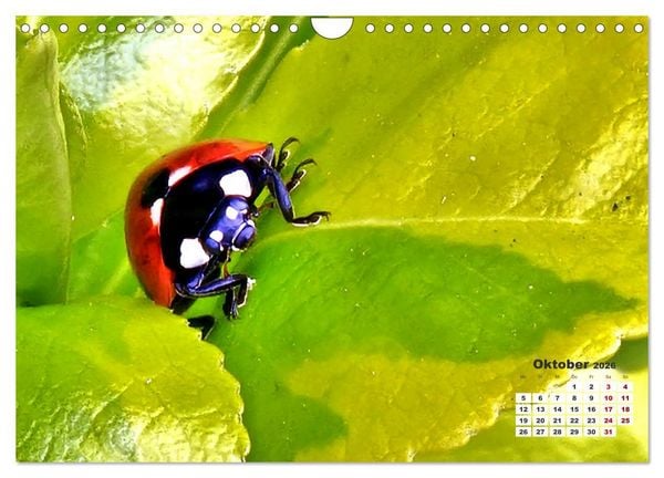 Produktbild: Viel Gl&uuml;ck! (Wandkalender 2026 DIN A4 quer), CALVENDO Monatskalender