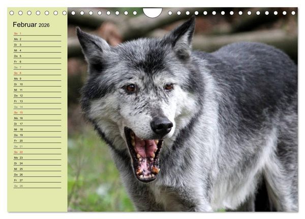 Produktbild: Im Rudel Zuhause - Der Wolf (Wandkalender 2026 DIN A4 quer), CALVENDO Monatskalender