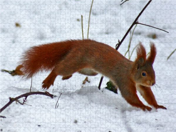 Produktbild: CALVENDO Puzzle Rotes Eichh&ouml;rnchen im Schnee 1000 Teile Lege-Gr&ouml;&szlig;e 64 x 48 cm Foto-Puzzle Bild von Kattobello