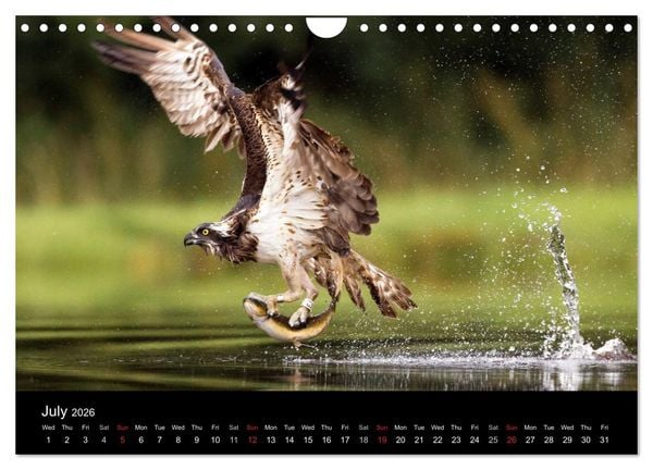 Produktbild: Scotland's Wildlife 2026 (Wall Calendar 2026 DIN A4 landscape), CALVENDO 12 Month Wall Calendar