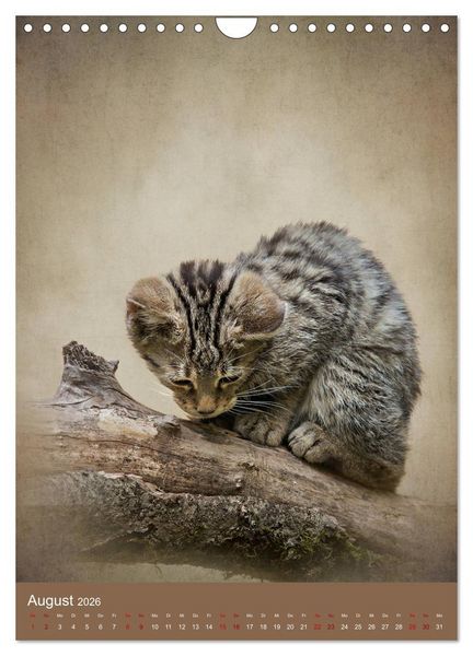 Produktbild: Portraits of Animals (Wandkalender 2026 DIN A4 hoch), CALVENDO Monatskalender
