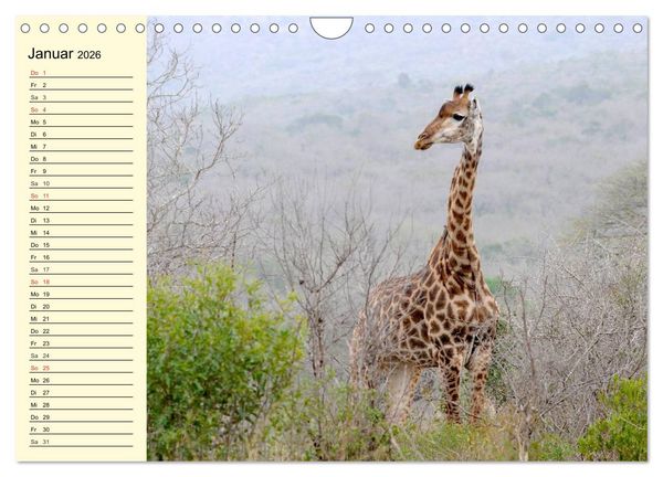Produktbild: Afrika. Tiere in freier Wildbahn (Wandkalender 2026 DIN A4 quer), CALVENDO Monatskalender
