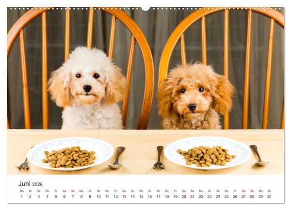 Produktbild: Pudel - Die flauschigen Lockenk&ouml;pfe. (Wandkalender 2026 DIN A2 quer), CALVENDO Monatskalender