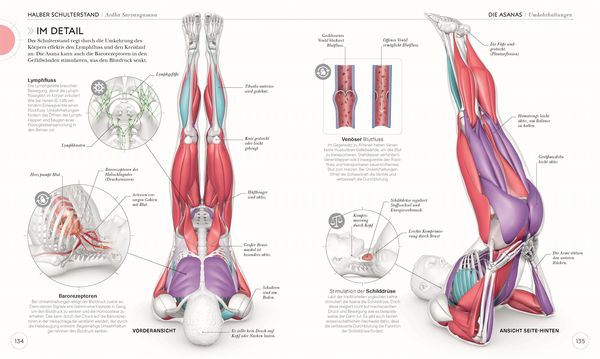 Produktbild: Yoga verstehen - Die Anatomie der Yoga-Haltungen