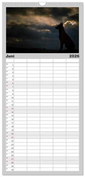 Produktbild: Familienplaner 2026 - Belgische Sch&auml;ferhunde - Der Malinois im Licht mit 5 Spalten (Wandkalender, 21 x 45 cm) CALVENDO