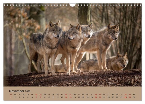 Produktbild: Wolfsrudel (Wandkalender 2026 DIN A3 quer), CALVENDO Monatskalender