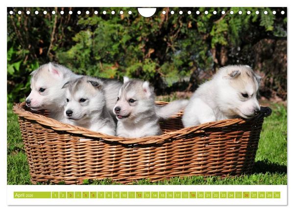 Produktbild: Siberian Husky - der Urtyp (Wandkalender 2026 DIN A4 quer), CALVENDO Monatskalender