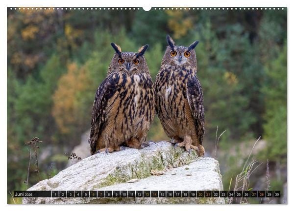 Produktbild: Eulen - Fl&uuml;gel der Nacht (Wandkalender 2026 DIN A2 quer), CALVENDO Monatskalender