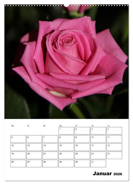 Produktbild: Zauberhafte Rosen (hochwertiger Premium Wandkalender 2026 DIN A2 hoch), Kunstdruck in Hochglanz
