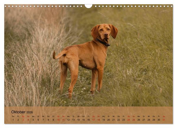 Produktbild: Magyar Vizsla - Ungarischer Vorstehhund (Wandkalender 2026 DIN A3 quer), CALVENDO Monatskalender
