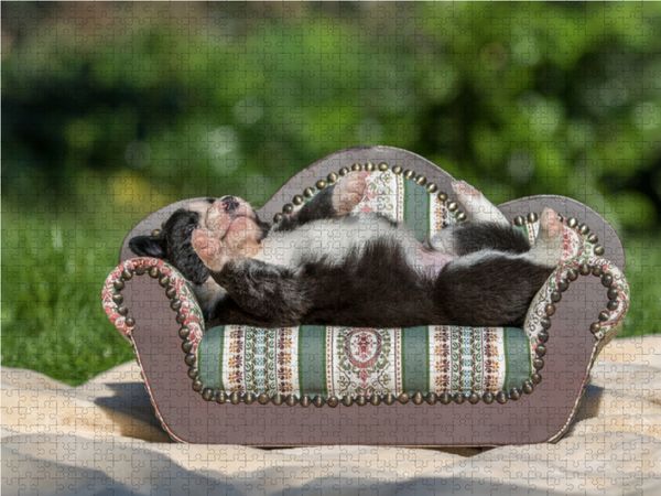 Produktbild: CALVENDO Puzzle Border Collie Welpe liegt auf kleinem Sofa 1000 Teile Lege-Gr&ouml;&szlig;e 64 x 48 cm Foto-Puzzle Bild von Andrea Mayer Tierfotografie