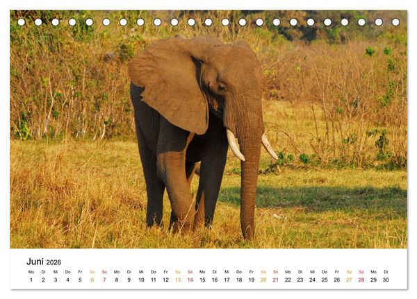 Produktbild: Elefanten Impressionen (Tischkalender 2026 DIN A5 quer), CALVENDO Monatskalender