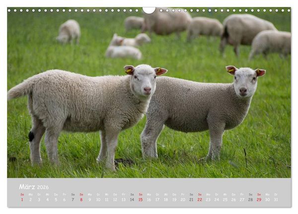 Produktbild: Ganz sch&ouml;n Schaf (Wandkalender 2026 DIN A3 quer), CALVENDO Monatskalender