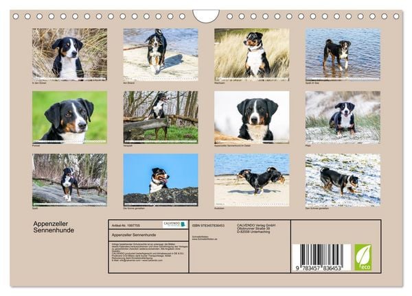 Produktbild: Appenzeller Sennenhunde (Wandkalender 2026 DIN A4 quer), CALVENDO Monatskalender