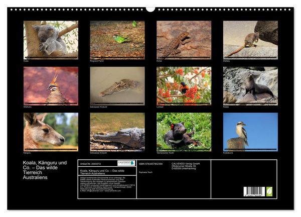 Produktbild: Koala, K&auml;nguru und Co. &ndash; Das wilde Tierreich Australiens (Wandkalender 2026 DIN A2 quer), CALVENDO Monatskalender