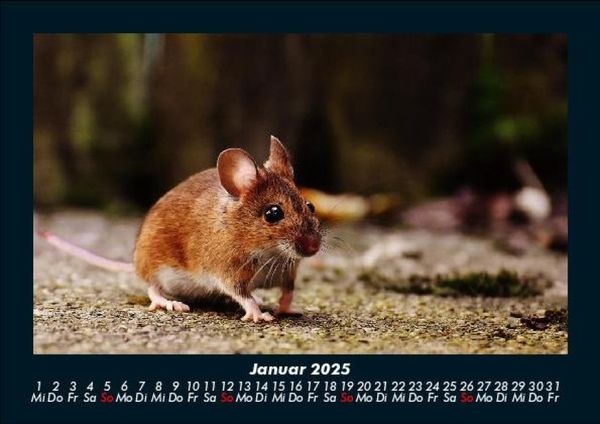 Produktbild: Der Tierkalender 2025 Fotokalender DIN A5