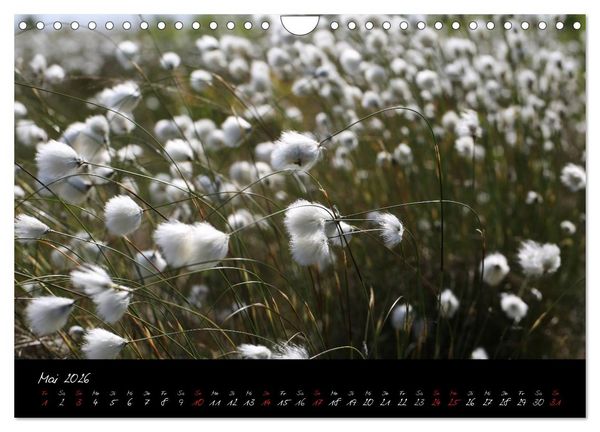 Produktbild: Im Goldenstedter Moor (Wandkalender 2026 DIN A4 quer), CALVENDO Monatskalender