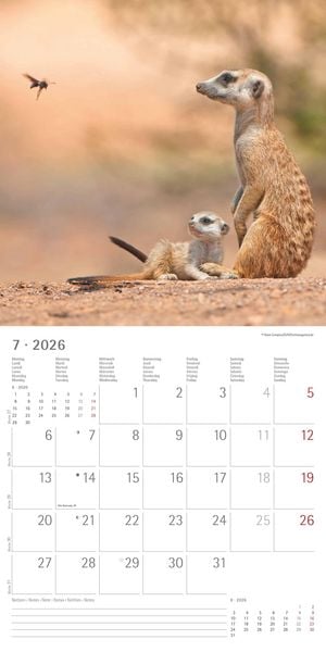 Produktbild: Alpha Edition - Erdmännchen 2026 Broschürenkalender, 30x30cm, Wandkalender mit P