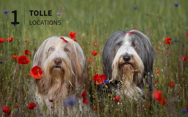 Produktbild: Hunde fotografieren - Kreative Bilder mit "Wau-Effekt"
