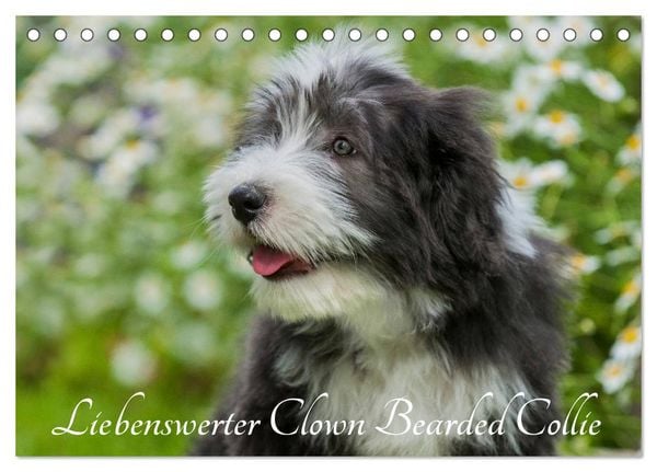 Produktbild: Liebenswerter Clown Bearded Collie (Tischkalender 2026 DIN A5 quer), CALVENDO Monatskalender