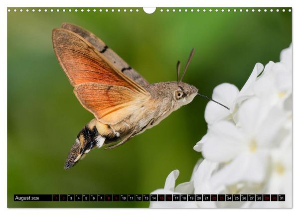 Produktbild: Wildtiere des Paderborner Landes (Wandkalender 2026 DIN A3 quer), CALVENDO Monatskalender