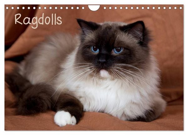Produktbild: Ragdolls (Wandkalender 2026 DIN A4 quer), CALVENDO Monatskalender