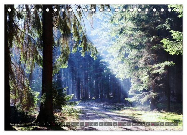 Produktbild: Erleuchtung im Wald (Tischkalender 2026 DIN A5 quer), CALVENDO Monatskalender