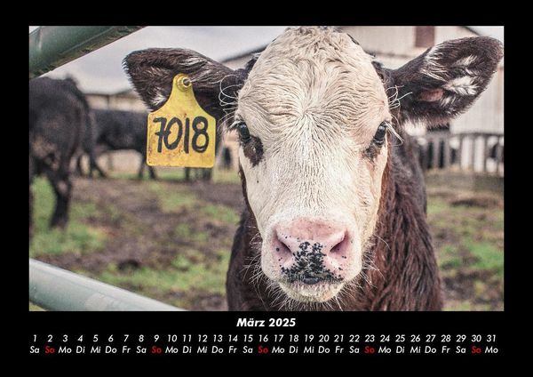 Produktbild: Tiere auf dem Bauernhof 2025 Fotokalender DIN A3