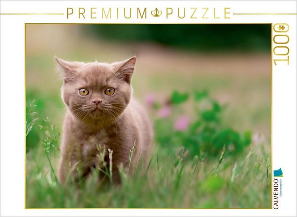 CALVENDO Puzzle Ein Motiv aus dem Kalender Kittens - Britisch Kurzhaar Katzenkinder | 1000 Teile Lege-Größe 64 × 48 cm Foto-Puzzle für glückliche Stunden