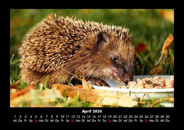 Produktbild: Welt der Tiere 2026 Fotokalender DIN A3