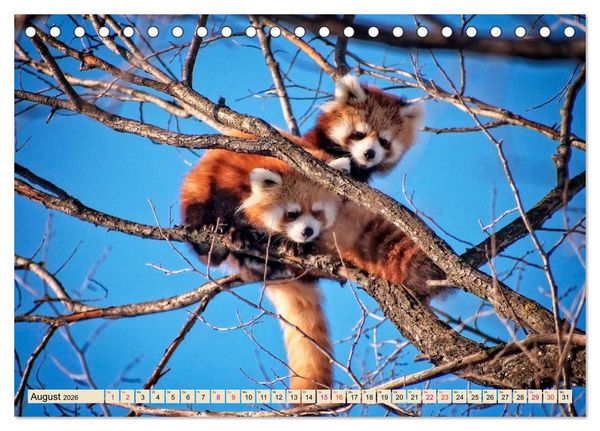 Produktbild: Kleiner Panda (Tischkalender 2026 DIN A5 quer), CALVENDO Monatskalender
