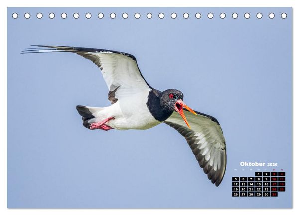 Produktbild: Die Vogelwelt der &Auml;u&szlig;eren Hebriden (Tischkalender 2026 DIN A5 quer), CALVENDO Monatskalender