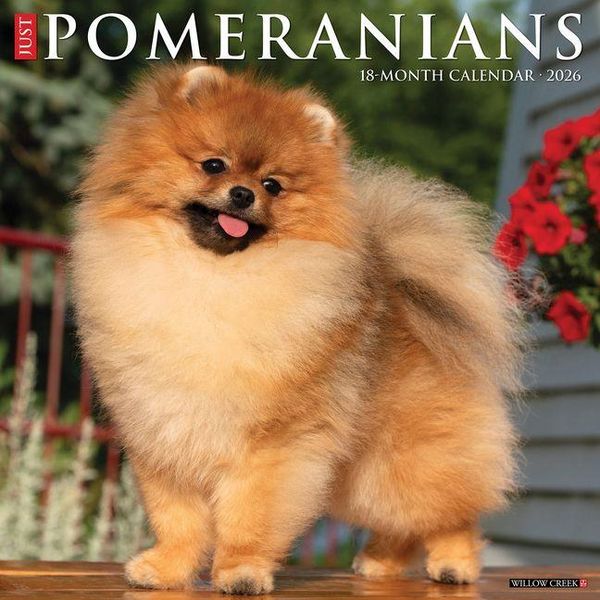 Produktbild: Pomeranians 2026 Wall Calendar