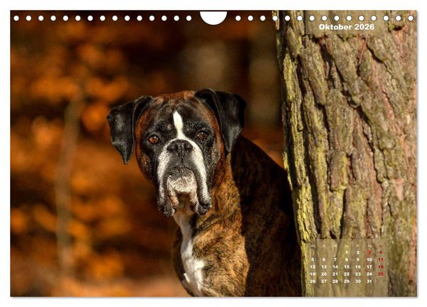 Produktbild: Einmal Boxer - immer Boxer (Wandkalender 2026 DIN A4 quer), CALVENDO Monatskalender