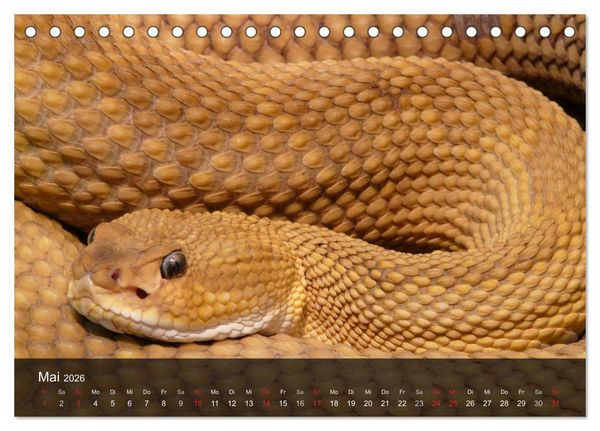 Produktbild: Giftschlangen (Tischkalender 2026 DIN A5 quer), CALVENDO Monatskalender