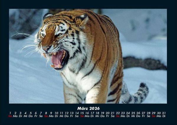 Produktbild: Tiger 2026 Fotokalender DIN A4