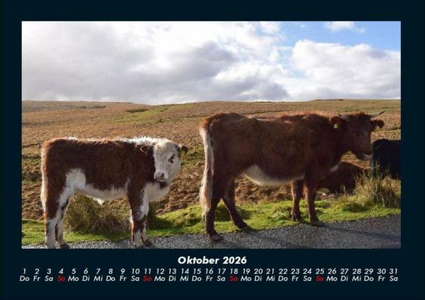 Produktbild: Kuhkalender 2026 Fotokalender DIN A4