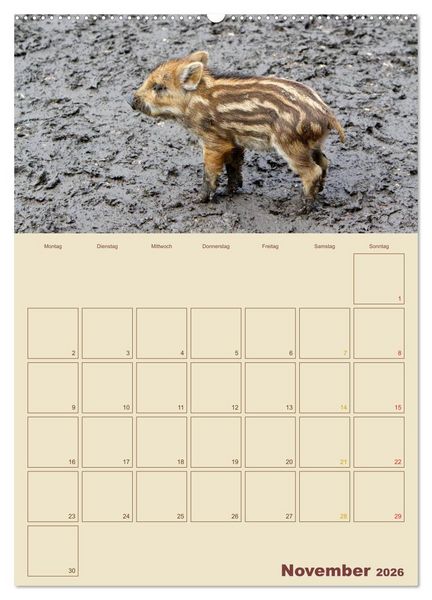 Produktbild: Wildschweine (hochwertiger Premium Wandkalender 2026 DIN A2 hoch), Kunstdruck in Hochglanz