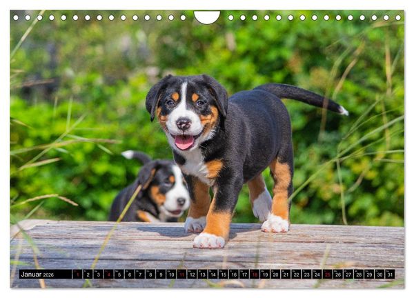 Produktbild: Ein Hund zum Verlieben - Gro&szlig;er Schweizer Sennenhund (Wandkalender 2026 DIN A4 quer), CALVENDO Monatskalender