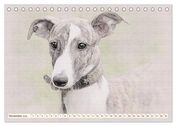 Produktbild: Whippet 2026 (Tischkalender 2026 DIN A5 quer), CALVENDO Monatskalender