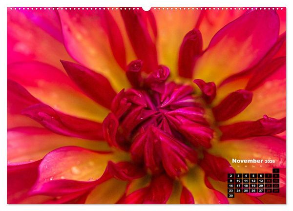 Produktbild: Im Herzen der Dahlie (hochwertiger Premium Wandkalender 2026 DIN A2 quer), Kunstdruck in Hochglanz