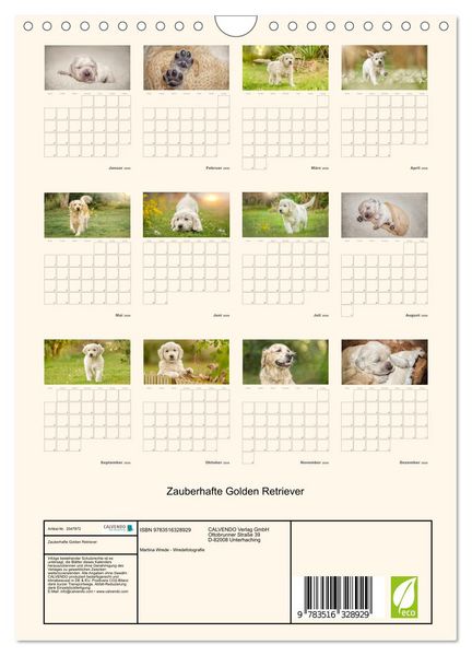 Produktbild: Zauberhafte Golden Retriever (Wandkalender 2026 DIN A4 hoch), CALVENDO Monatskalender