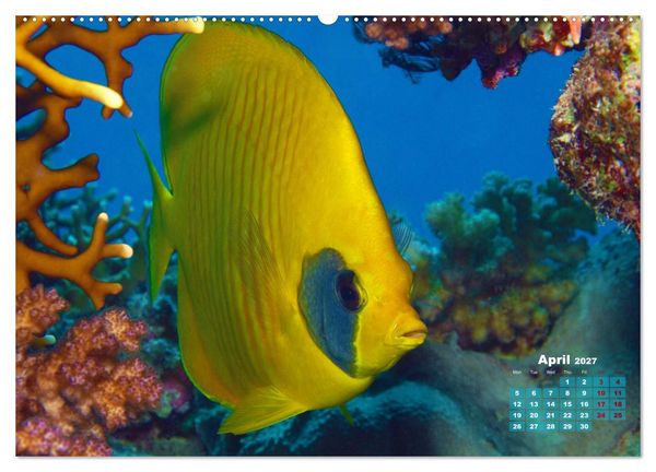 Produktbild: Oceans Alive - A World of Color and Diversity (High Quality Premium Wall Calendar 2027 DIN A2 landscape),CALVENDO 12 Month Wall Calendar