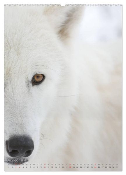 Produktbild: Emotionale Momente: Der Wolf. (hochwertiger Premium Wandkalender 2026 DIN A2 hoch), Kunstdruck in Hochglanz