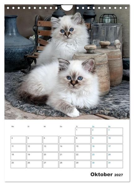 Produktbild: Heilige Birma Kitten Kalender mit Planer (Wandkalender 2027 DIN A4 hoch), CALVENDO Monatskalender