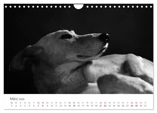 Produktbild: Hundeportraits Fine Art (Wandkalender 2026 DIN A4 quer), CALVENDO Monatskalender