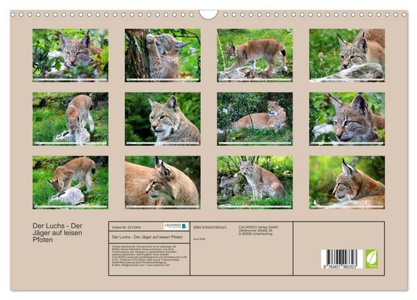 Produktbild: Der Luchs - Der J&auml;ger auf leisen Pfoten (Wandkalender 2026 DIN A3 quer), CALVENDO Monatskalender